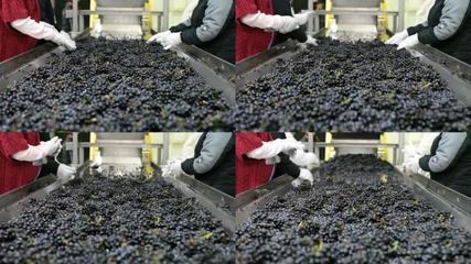 葡萄酒加工葡萄酒加工