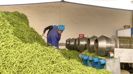 【&ldquo;三抓三促&rdquo;行動進(jìn)行時】高臺:農(nóng)產(chǎn)品深加工 賦能鄉(xiāng)村振興