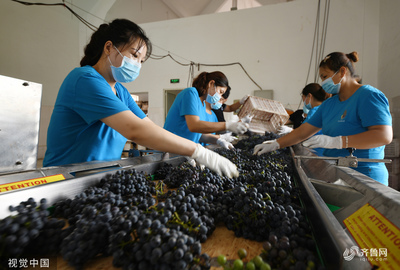 棗莊葡萄園豐收季 工人采摘忙，葡萄酒加工正當(dāng)時(shí)