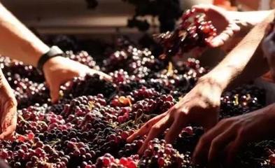 從葡萄酒加工視角，解析高端紅酒與低端紅酒的根本區別